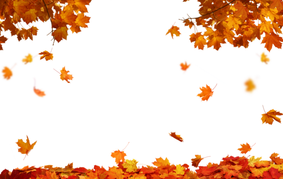  Isolated foliage. Maple autumn leaves. Fall leaf branch
