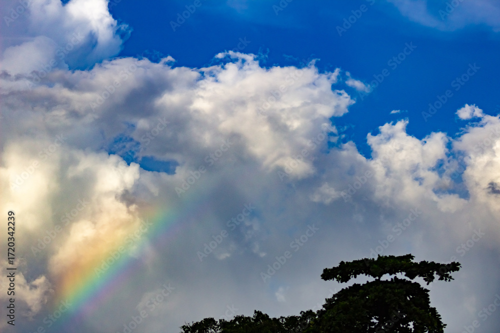 Wall mural rainbow in the sky and silhouettes of birds on the tree