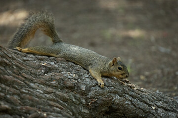 squirrel on a tree