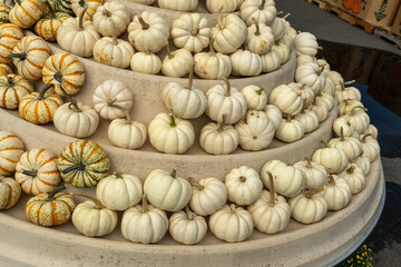 Shelves full of multi-colored ornamental pumpkins