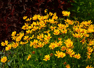 Nachyłek wielkokwiatowy w letnim ogrodzie, Coreopsis grandiflora, żółte kwiaty nachyłka z...