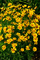Obraz premium Nachyłek wielkokwiatowy w letnim ogrodzie, Coreopsis grandiflora, żółte kwiaty nachyłka z czerwonym oczkiem, large flowered tickseed in summer garden