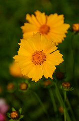 Nachyłek wielkokwiatowy w letnim ogrodzie, Coreopsis grandiflora, żółte kwiaty nachyłka, large flowered tickseed in summer garden
