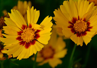 Nachyłek wielkokwiatowy w letnim ogrodzie, Coreopsis grandiflora, żółte kwiaty nachyłka z czerwonym oczkiem, large flowered tickseed in summer garden