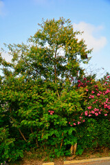 mimoza biała, leucaena leucocephala, white leadtree, white popinac, horse tamarind, ipil-ipil, koa haole,tan-tan, drzewo mimozay białej obok rózowych oleandrów w Hiszpanii © kateej