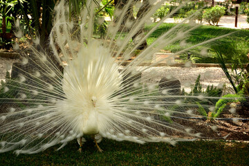 samiec pawia, biały paw w parku z otwartym ogonem, white peacock in the park with its tail spread, biały ogon pawia, Pavo, Male white peacocks, white peacock with open tail  © kateej