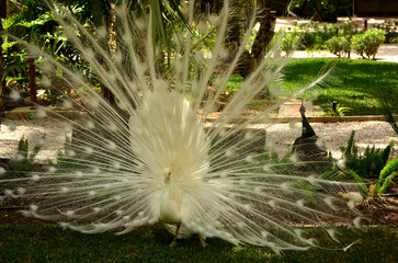 samiec pawia, biały paw w parku z otwartym ogonem, white peacock in the park with its tail spread,...