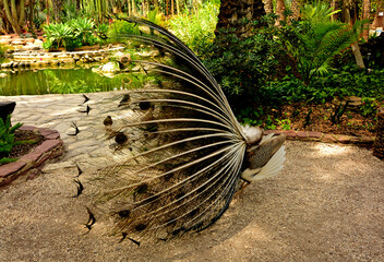 samiec pawia z rozłożonym ogonem, widok z boku, Male peacocks, male peacock with open tail,  male peacock with spread tail side view,  © kateej
