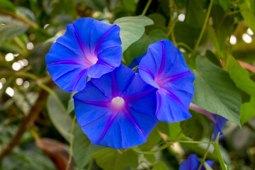 Close-up of vibrant blue morning glory flowers with purple centers blooming in natural sunlight, symbolizing beauty, nature, and freshness.