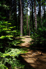 Pine Needle Covered Path Through Trees In State Park