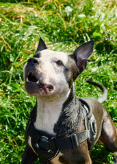 Joyful pit bull on the grass