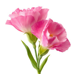 Fototapeta premium Two delicate pink Lisianthus flowers with green stems, isolated on a transparent background. background removed