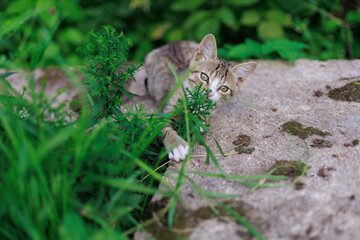 Young striped kitten lying on stone and peeking through green plants outdoors.