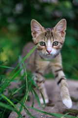 Close portrait of tabby kitten walking on stone with green plants in background.