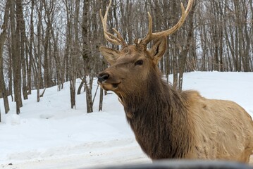 Obraz premium Deer with or without woods, closeups