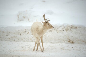 Deer with or without woods, closeups