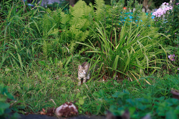 Tabby kitten walking through tall grass and plants in summer garden, concept of curiosity and countryside life.