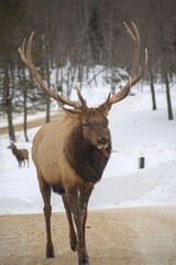 Deer with or without woods, closeups