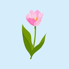 Blooming tulip clipart, pink flower illustration