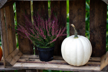 A composition of blooming heather and a white decorative pumpkin against the backdrop of an old wooden box