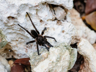 A detailed shot of a spider in its rocky environment showcasing symmetry.