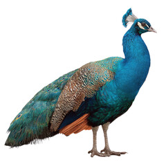 Obraz premium A vibrant illustration of a peacock, showcasing its iridescent blue and green plumage against a solid background. background removed