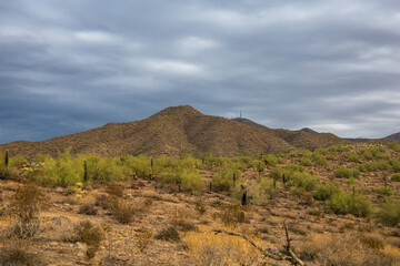 Dramatic Overcast Sky Above Arizona Desert Cactus – Lost Dog Wash Trail, Scottsdale, Arizona
