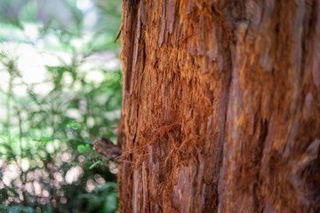 tree bark texture
