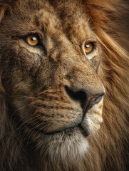 Naklejka premium Hyper realistic close up of lion with golden mane sharp whiskers and piercing amber eyes dramatic wildlife portrait with detailed fur textures