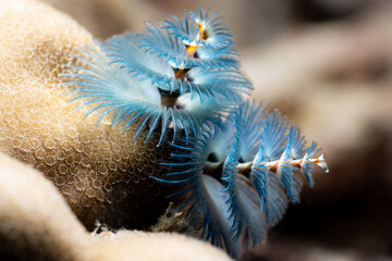 Christmas Tree Worm