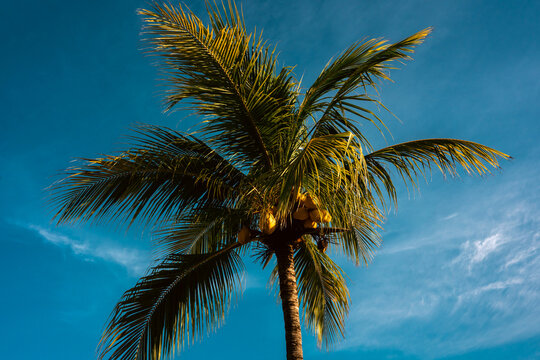 Tall palm tree with vibrant green leaves against a bright blue sky backdrop. - Powered by Adobe
