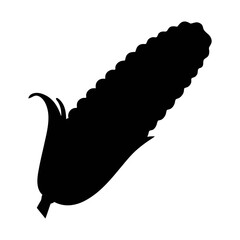 Isolated corn on the cob silhouette vector illustration for agriculture and food design projects