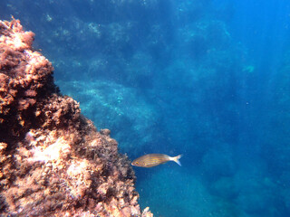 biodiversità sottomarina 1908