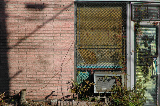 An example of nature reclaiming the urban environment. Harsh shadows cast on a pink brick wall facade, perfect for illustrating urban decay and the destructive power of the passage of time