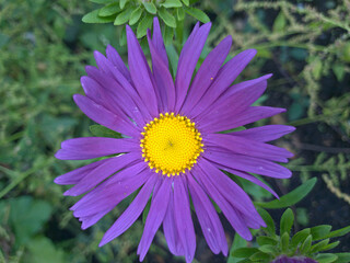 Close-Up of Purple Aster Flower with Yellow Center in Garden