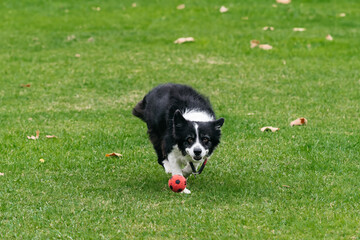 Energetic black and white dog joyfully running across a lush green lawn while chasing a bright red ball, showcasing playful spirit and outdoor fun