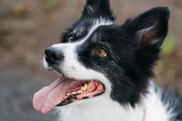 Happy black and white border collie with bright eyes and a playful expression, enjoying a sunny day outdoors, showcasing the joy of canine companionship and nature