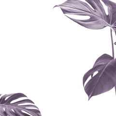 Metallic monstera leaf png border, transparent background