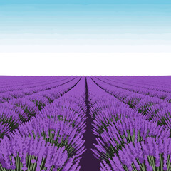 Obraz premium Vast field of vibrant purple lavender flowers stretching into the horizon under a clear blue and white sky.