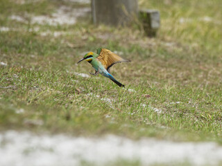 Australian Rainbow Bee Eaters on the Sunshine Coast, Queensland