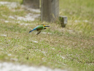 Australian Rainbow Bee Eaters on the Sunshine Coast, Queensland