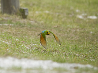 Australian Rainbow Bee Eaters on the Sunshine Coast, Queensland