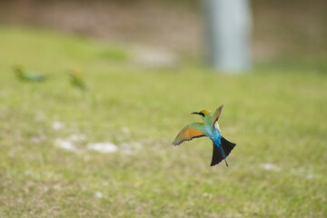 Australian Rainbow Bee Eaters on the Sunshine Coast, Queensland