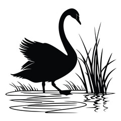 Swan landing on lake silhouette