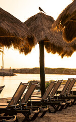 Sunset over beach umbrellas with a silhouette of a bird perched on top.