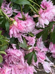 Fototapeta premium Beautiful pink peonies with fallen petals on the ground, close up view of blooming flowers in natural garden setting 