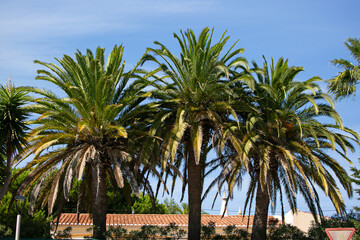 Fototapeta premium Tree palm trees with massive green brunches on the blue sky in a city 