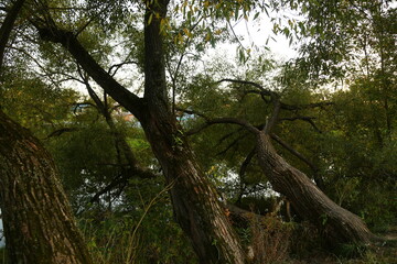 Fototapeta premium Fall big trees in the forest under the river in autumn beautiful landscape.