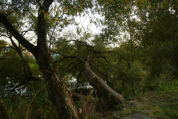 Fall big trees in the forest under the river in autumn beautiful landscape.