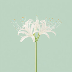 Obraz premium a spider lily with pristine white curled petals and fine white filaments standing on a pale green stem against an illuminated white background.